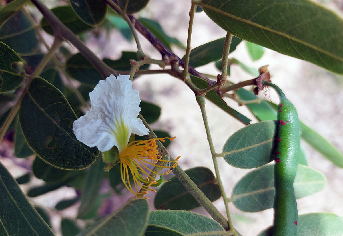 Bobgunnia madagascariensis