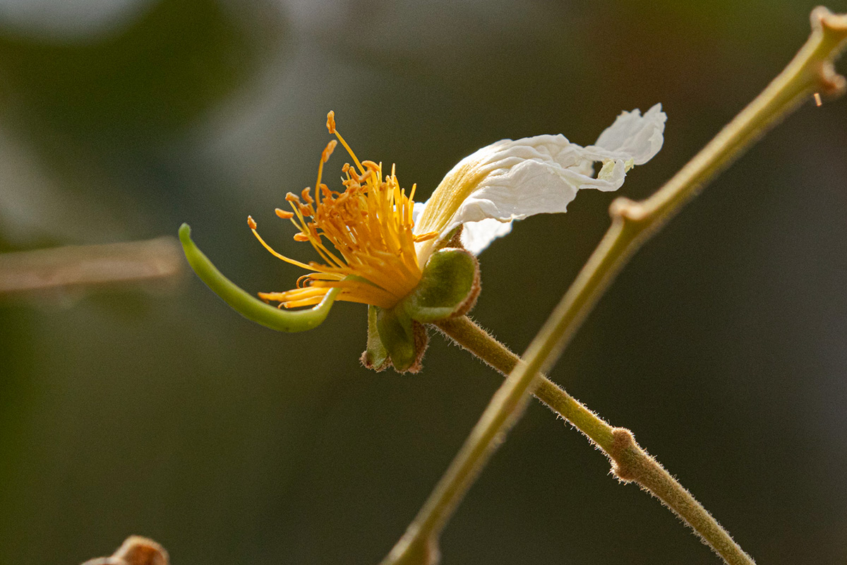 Bobgunnia madagascariensis Bobgunnia madagascariensis