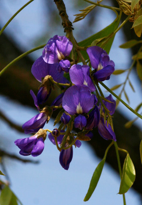 Bolusanthus speciosus