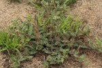Indigofera daleoides var. daleoides