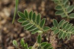 Indigofera daleoides var. daleoides