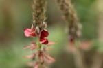 Indigofera daleoides var. daleoides