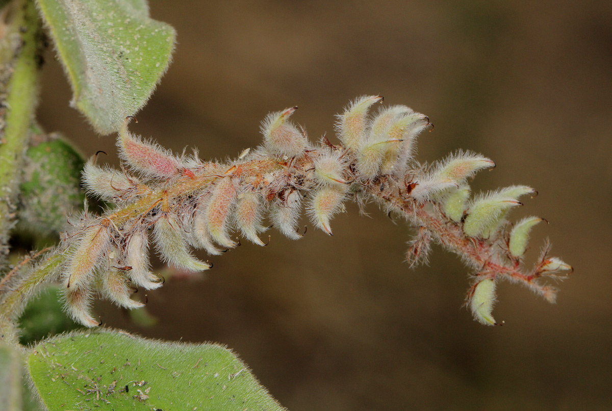 Indigofera flavicans