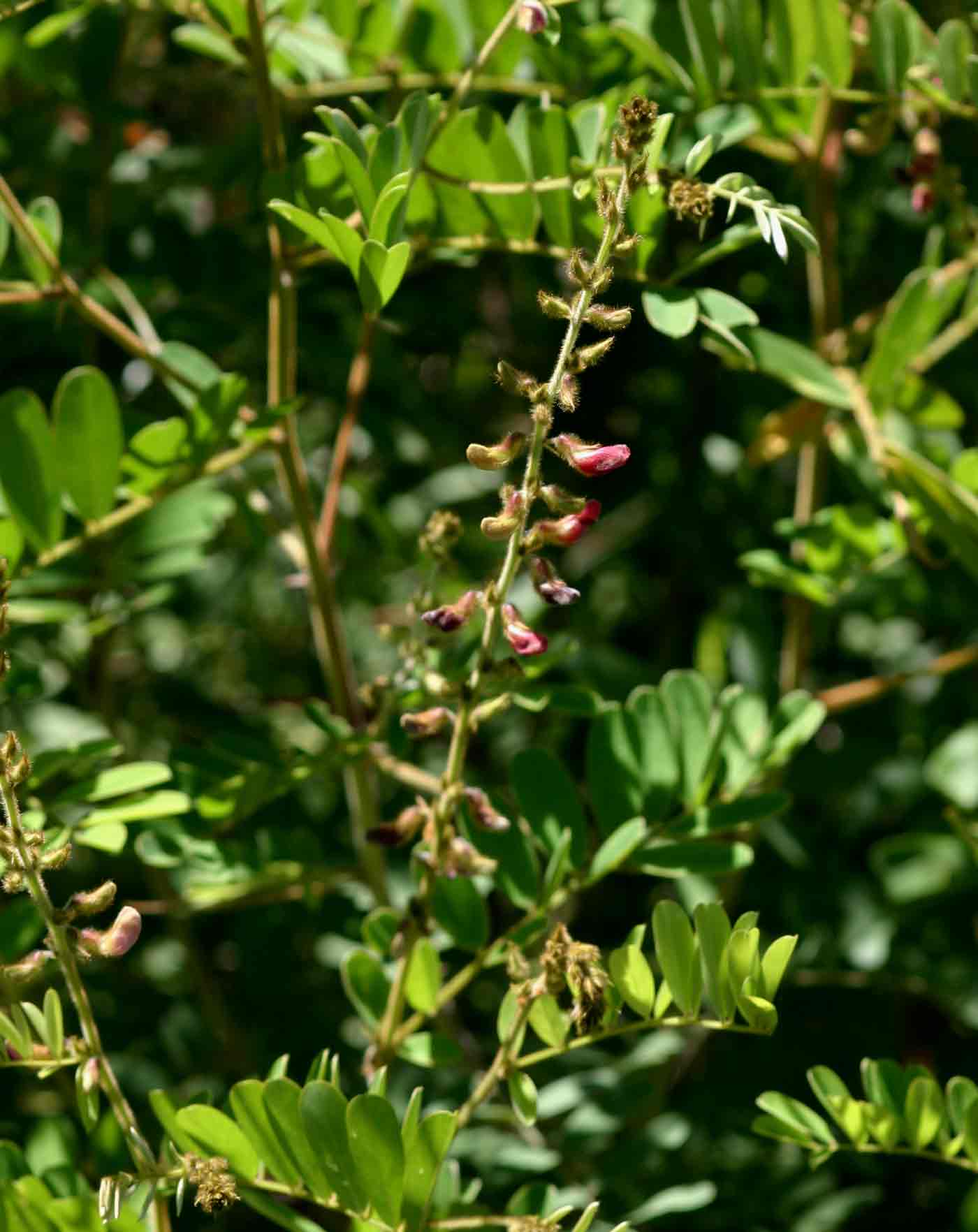 Tephrosia rhodesica var. rhodesica