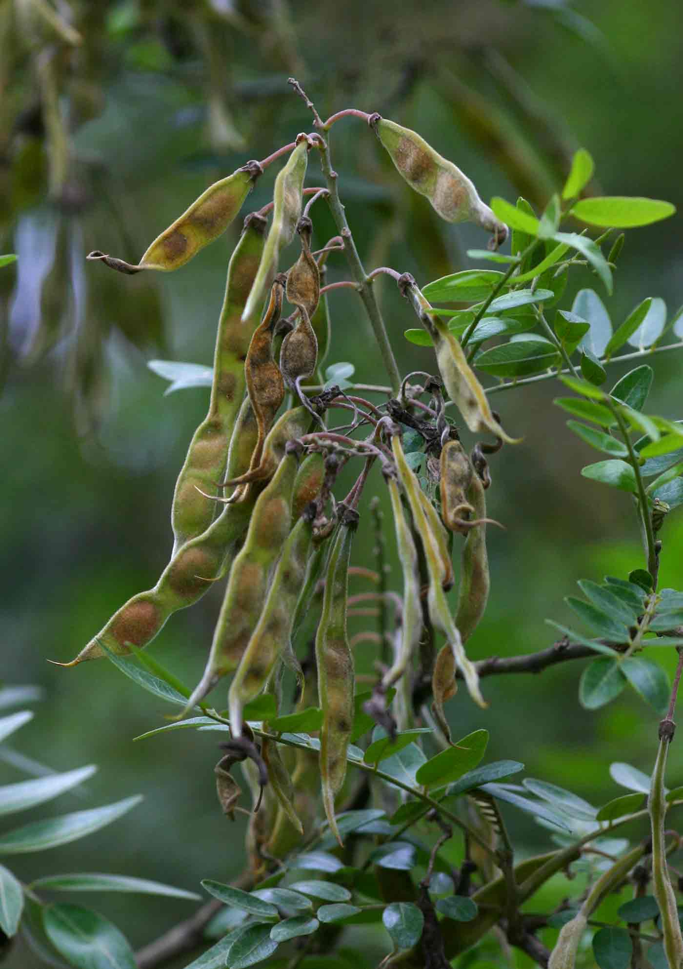 Mundulea sericea