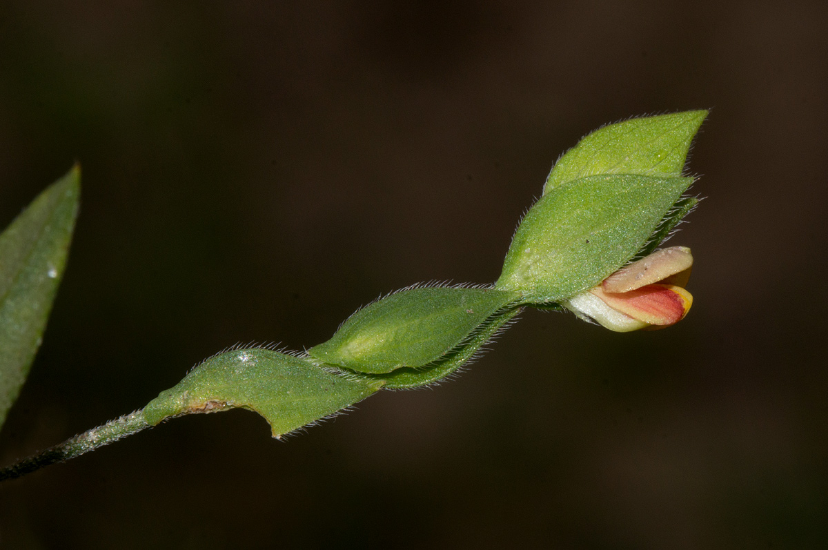 Zornia glochidiata