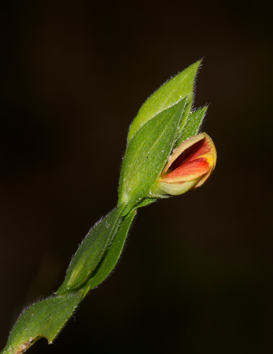Zornia glochidiata