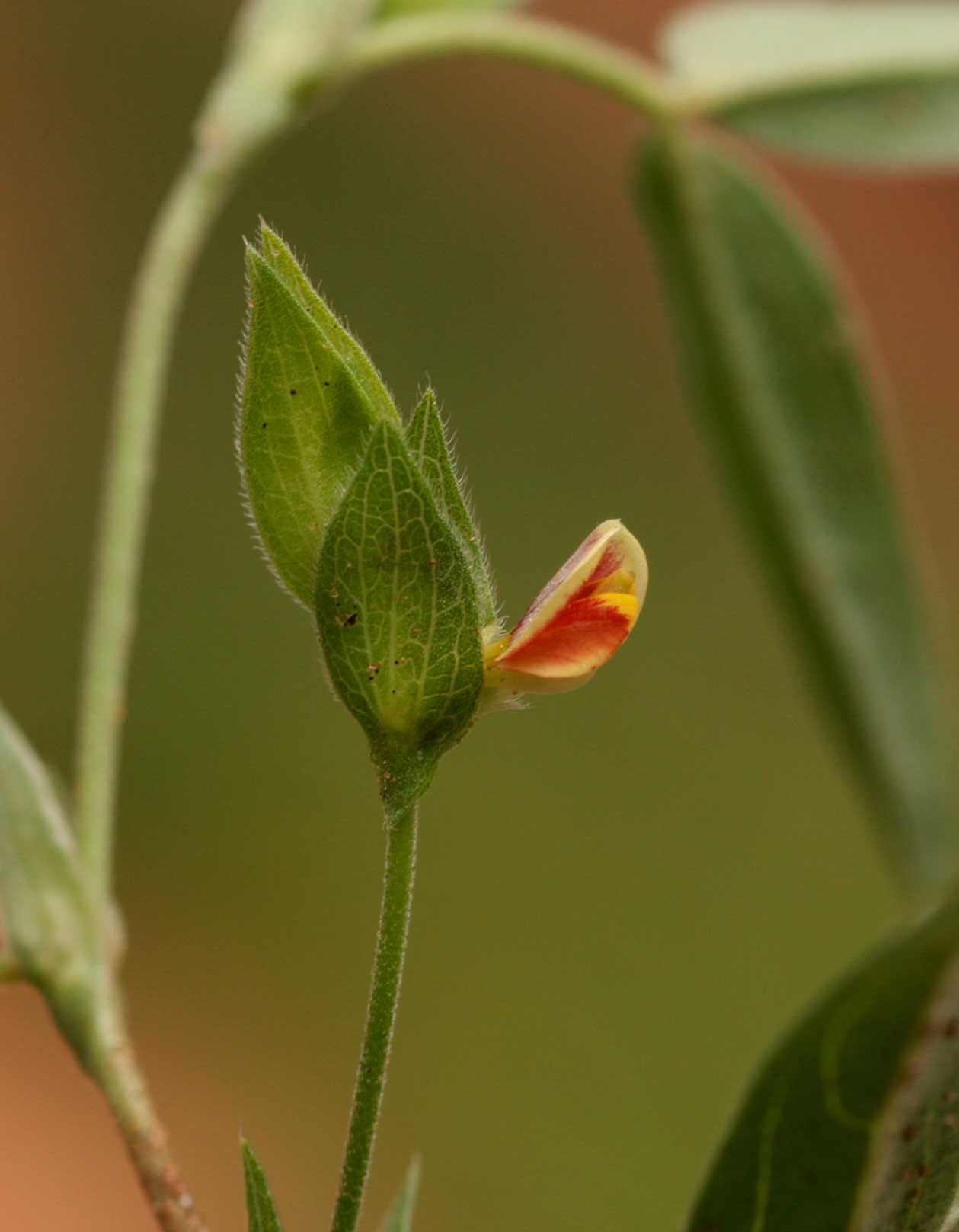 Zornia glochidiata