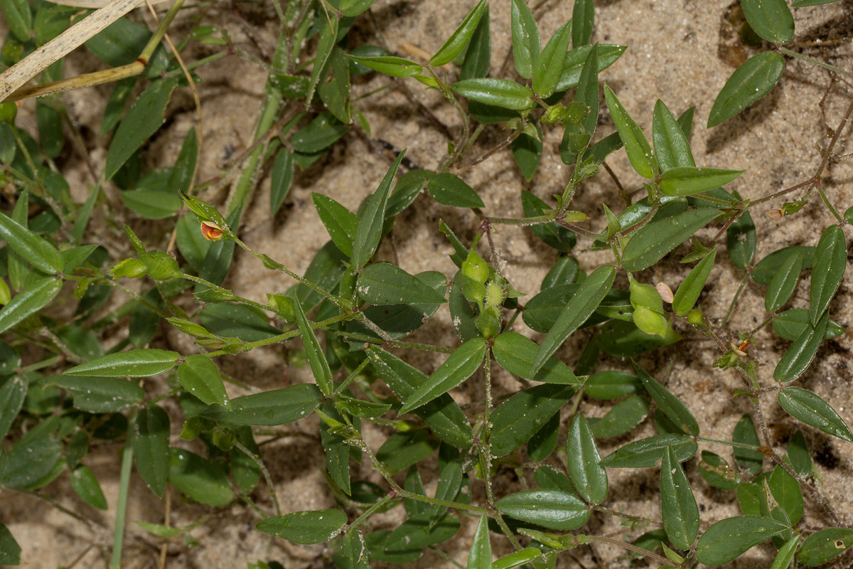 Zornia glochidiata