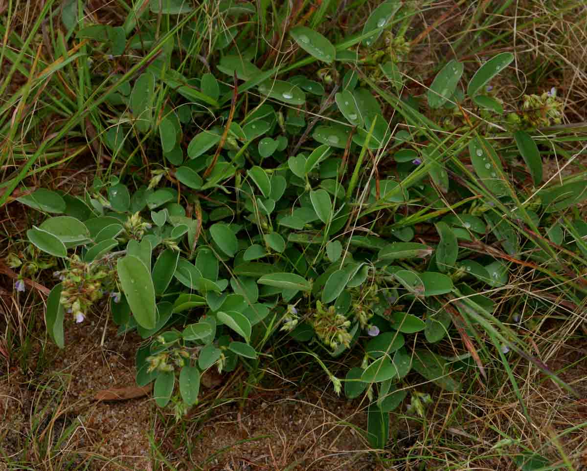 Grona barbata var. argyrea