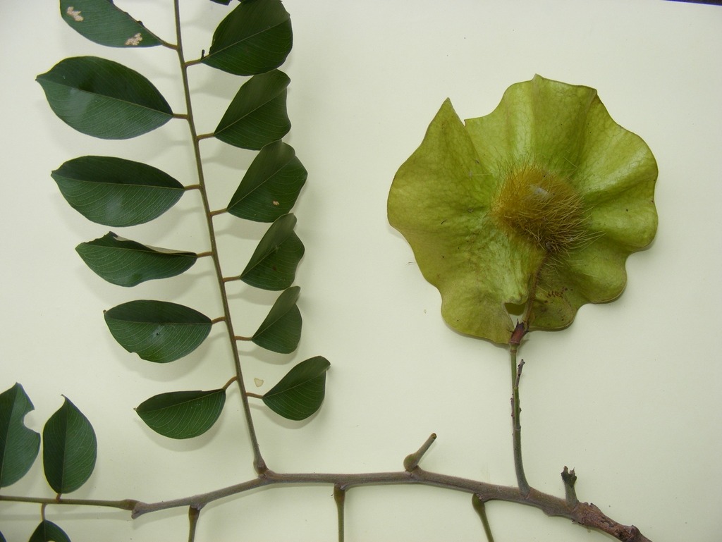 Pterocarpus angolensis