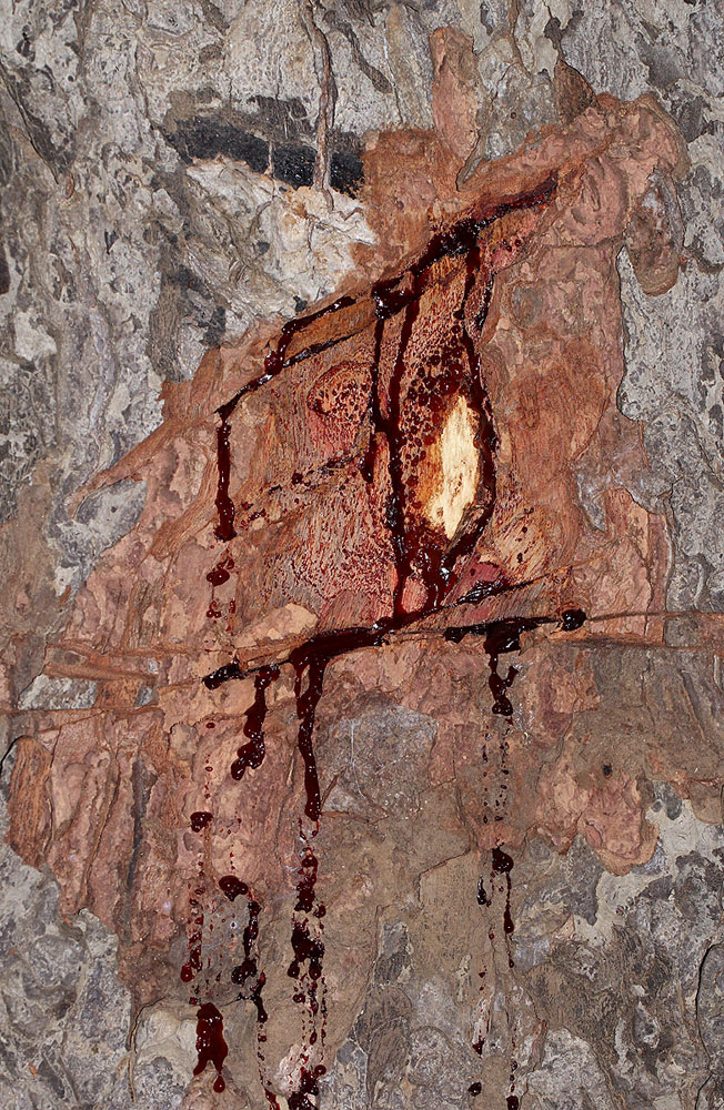 Pterocarpus angolensis