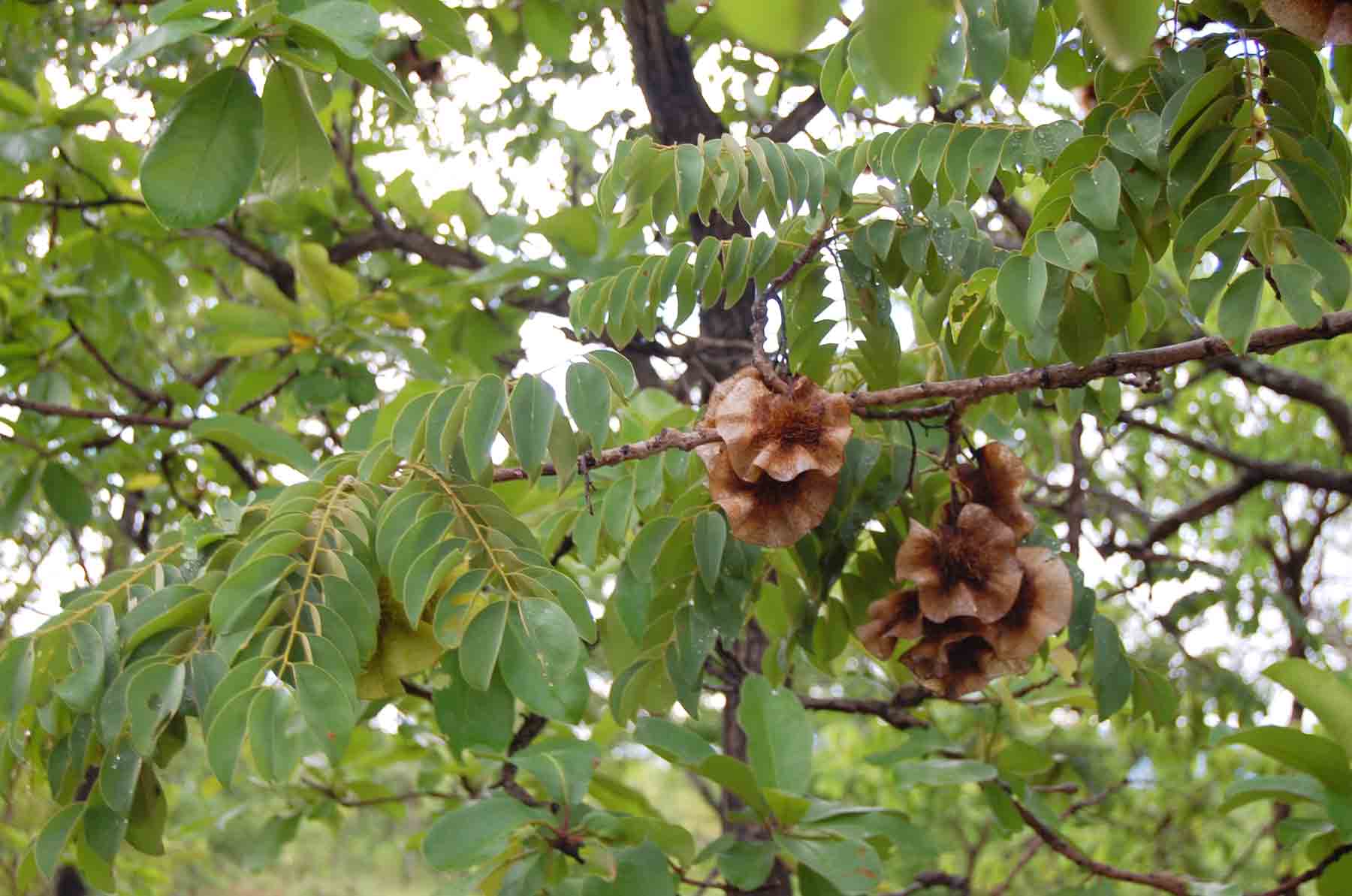Pterocarpus angolensis