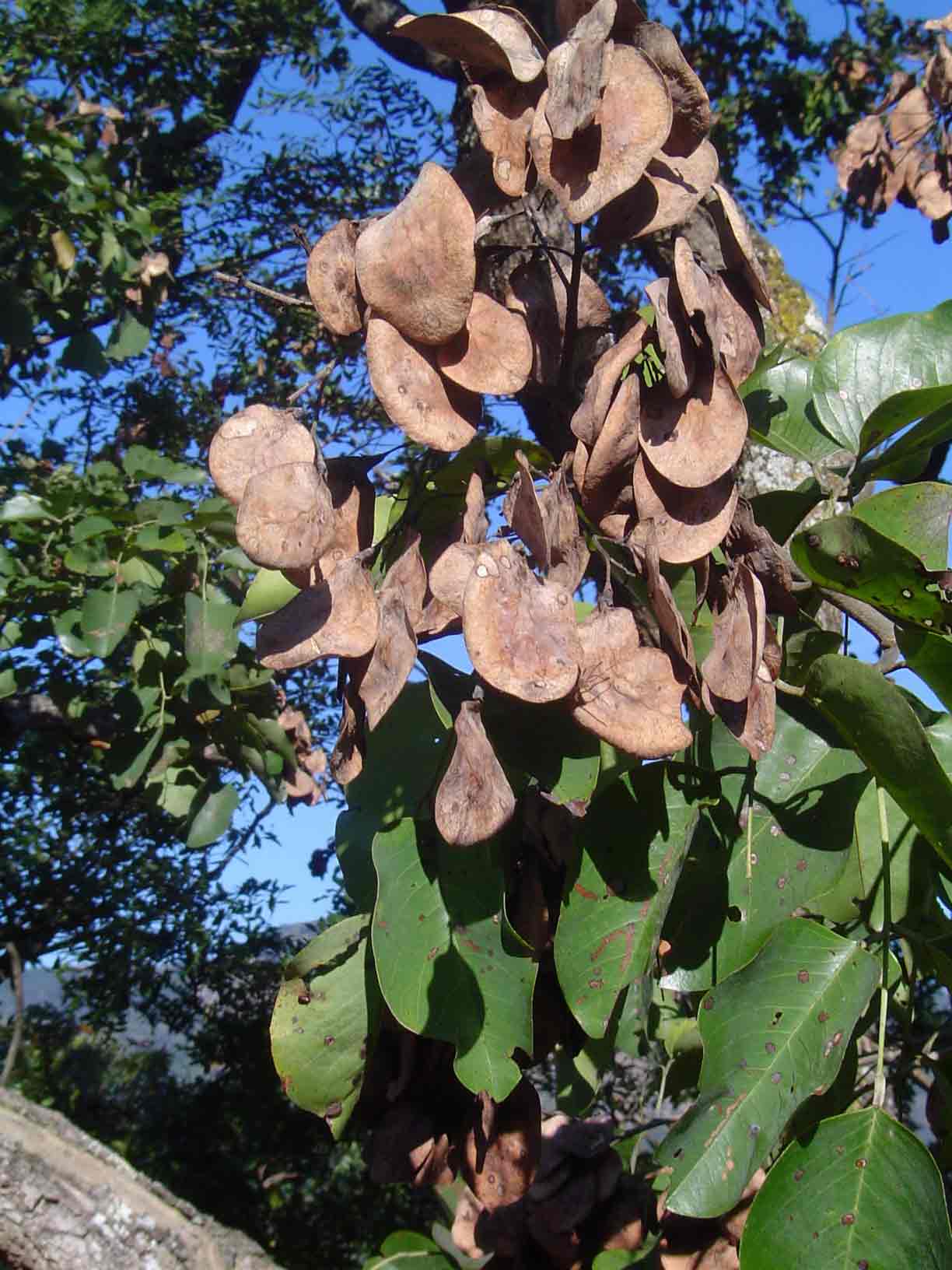 Pterocarpus rotundifolius subsp. rotundifolius