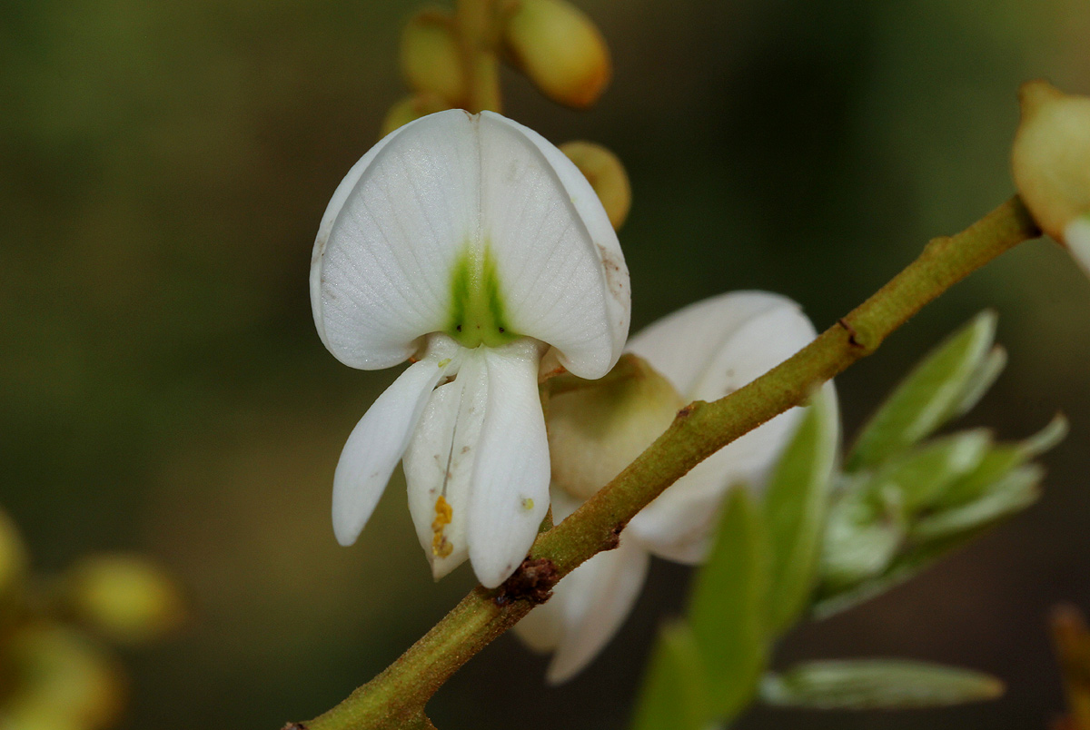 Xeroderris stuhlmannii