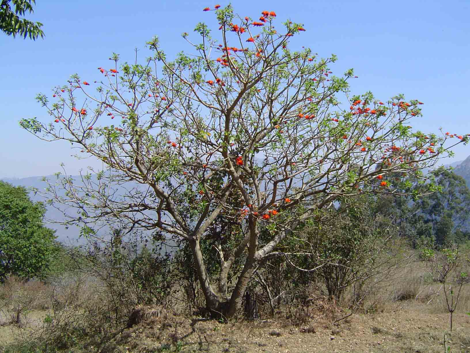Erythrina lysistemon