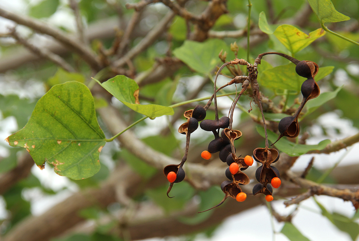 Erythrina lysistemon