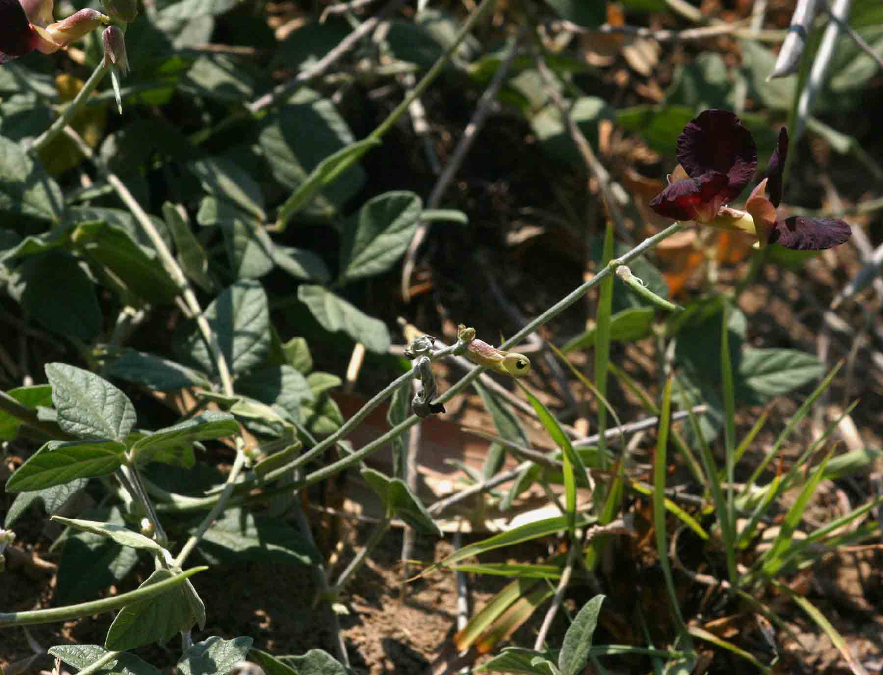 Macroptilium atropurpureum
