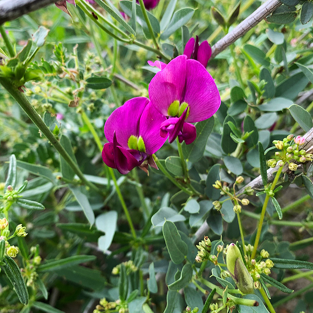 Otoptera burchellii