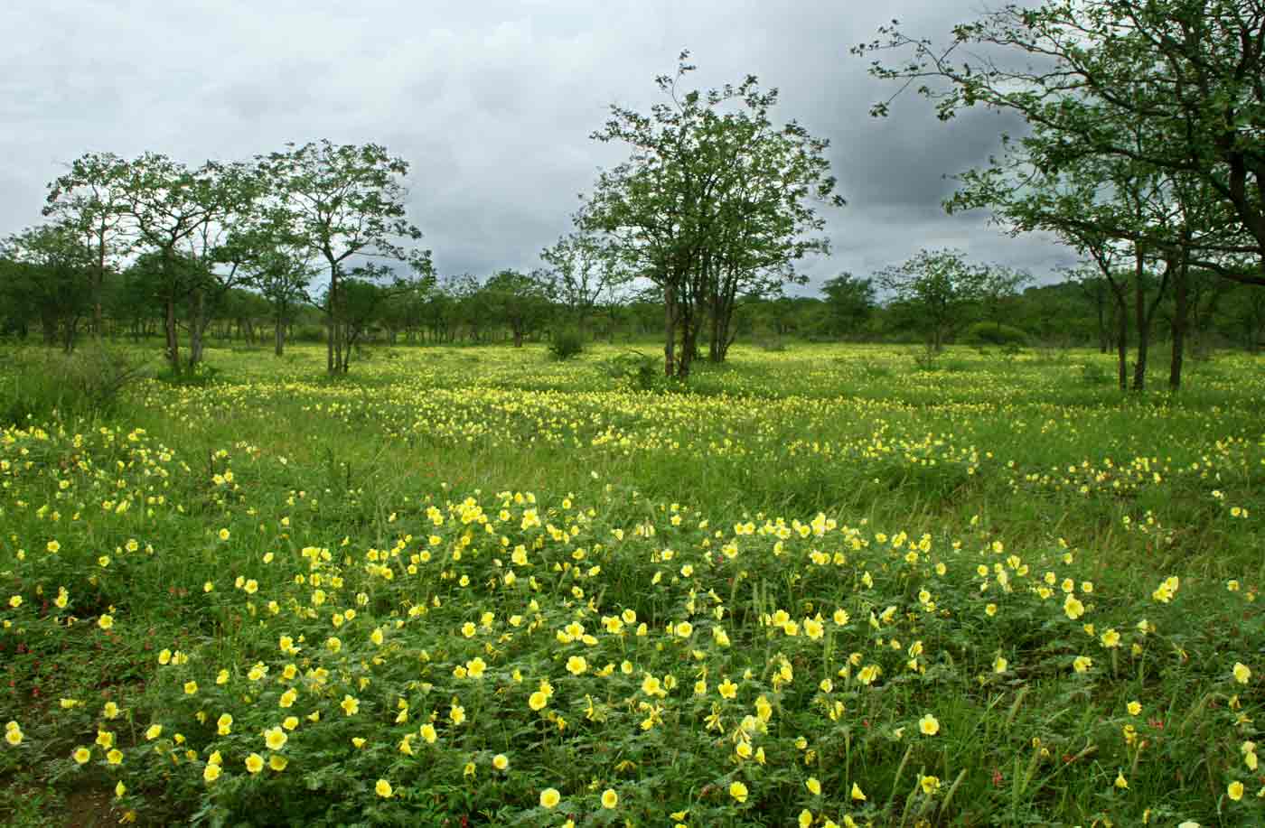 Tribulus zeyheri subsp. zeyheri