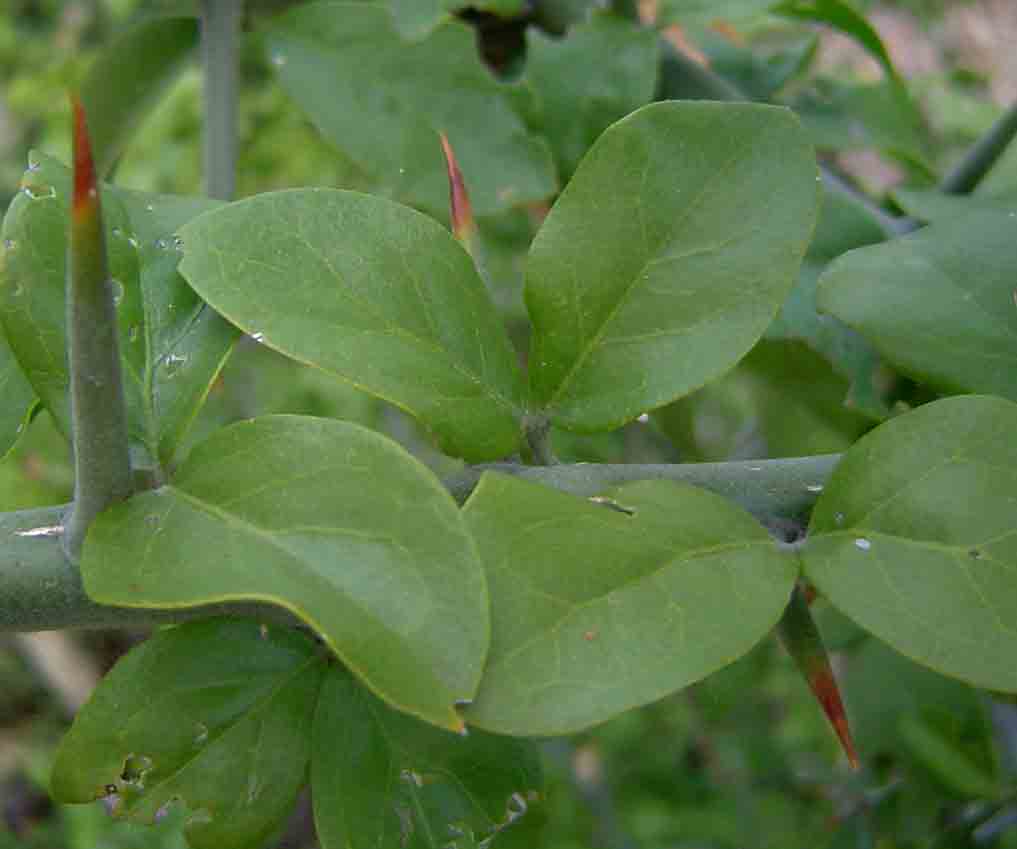 Balanites aegyptiaca var. aegyptiaca