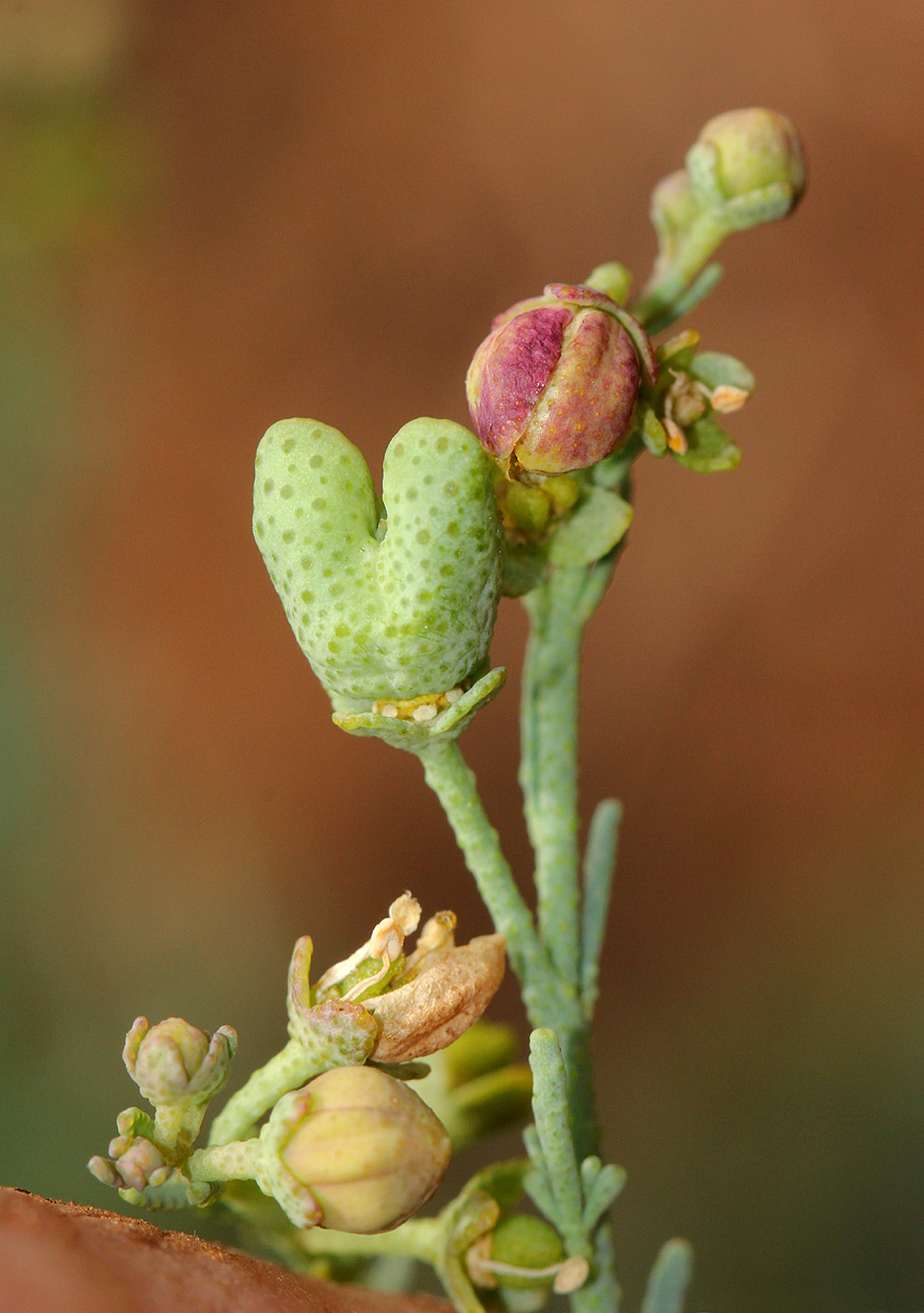 Thamnosma rhodesica