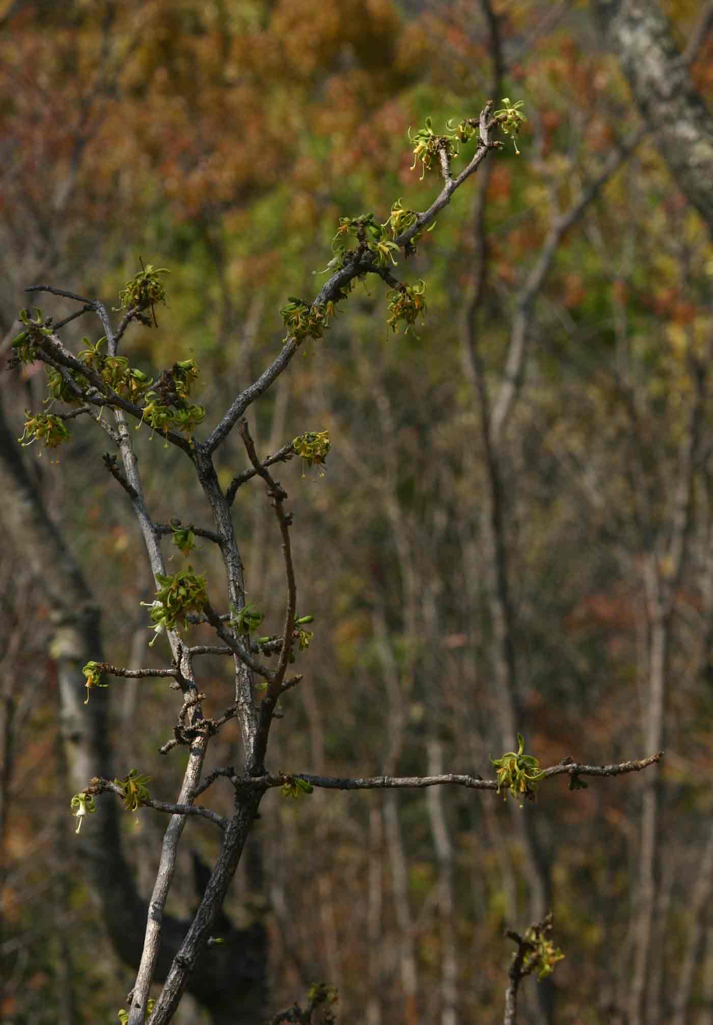 Turraea nilotica