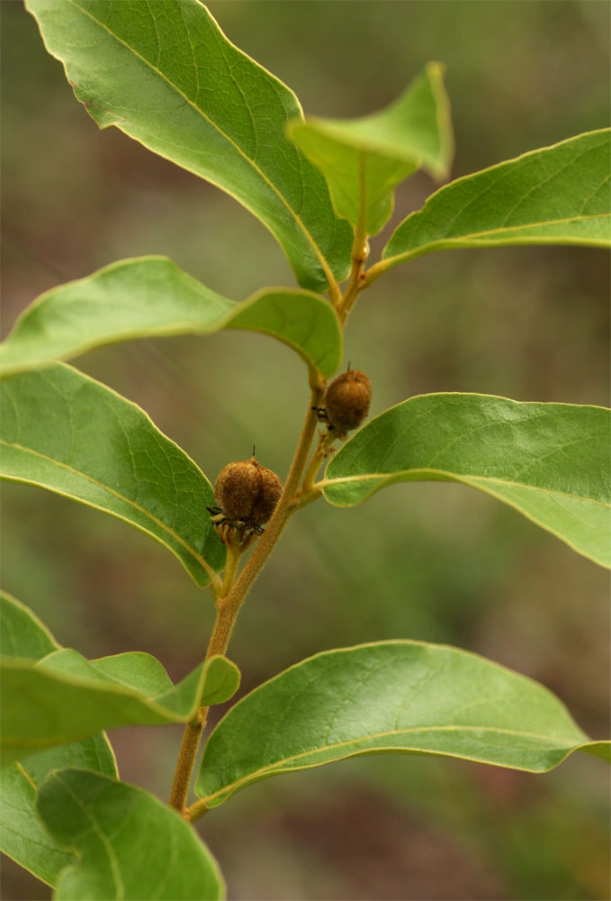 Dichapetalum rhodesicum