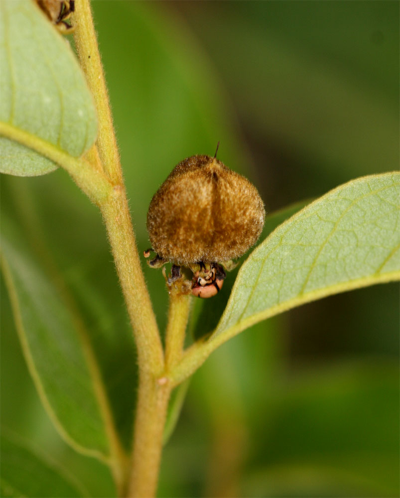 Dichapetalum rhodesicum