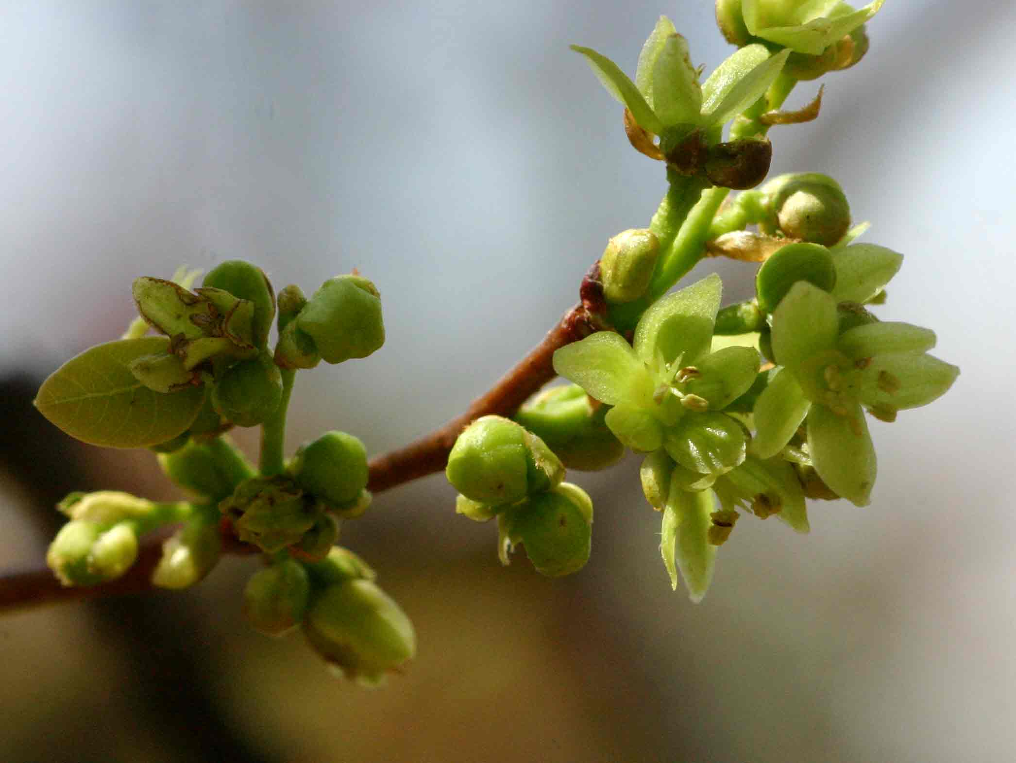 Pseudolachnostylis maprouneifolia var. maprouneifolia