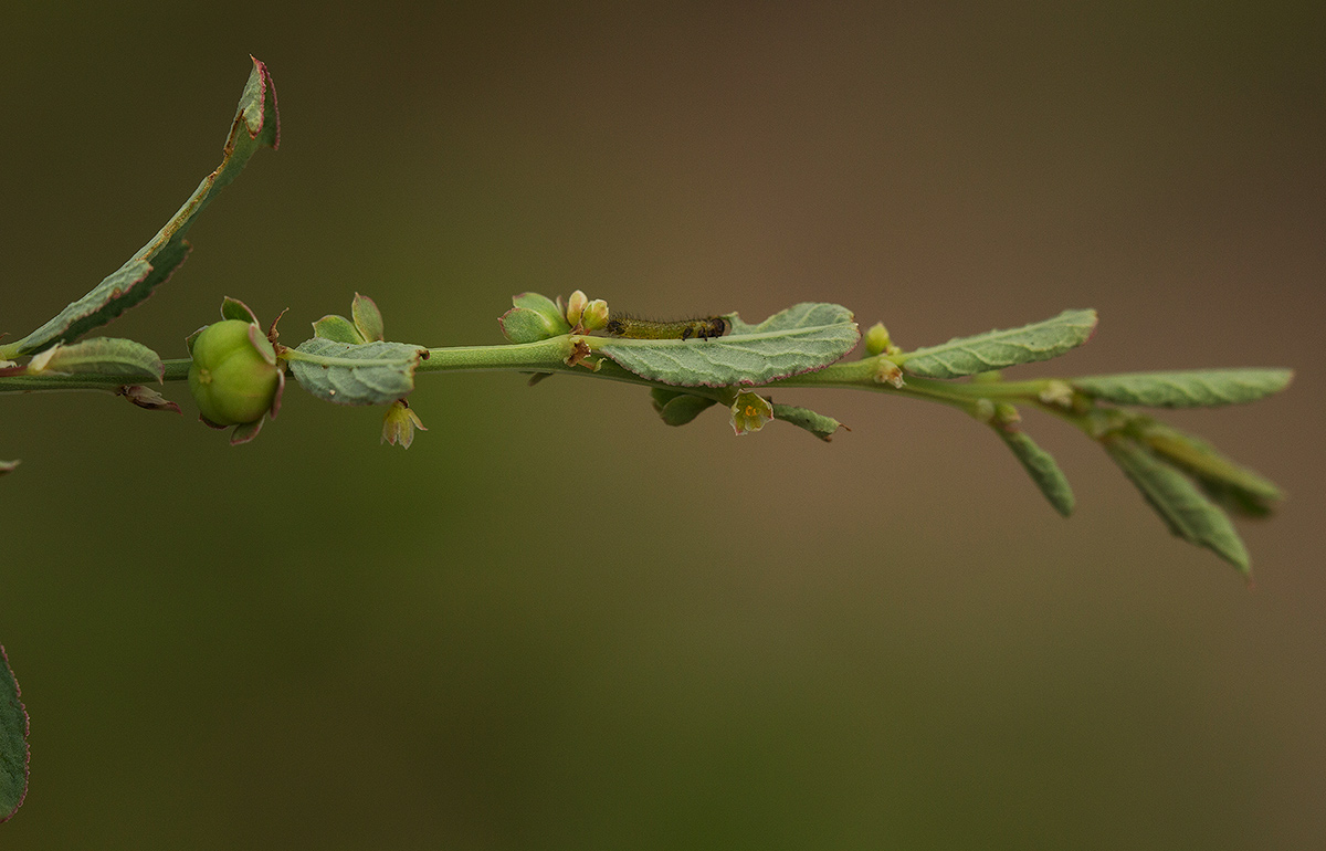 Phyllanthus maderaspatensis