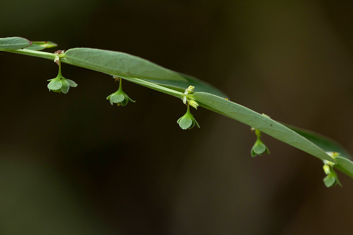 Phyllanthus maderaspatensis