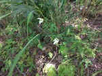 Dalechampia capensis 