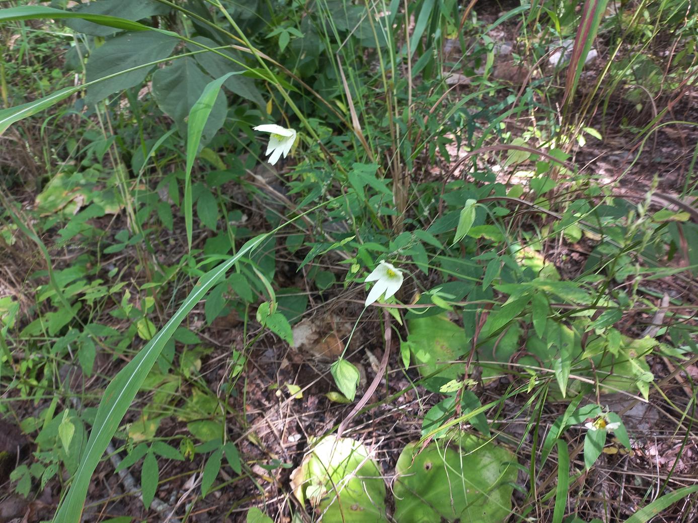 Dalechampia capensis 