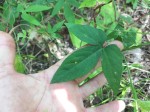 Dalechampia capensis 