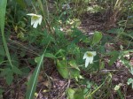 Dalechampia capensis 