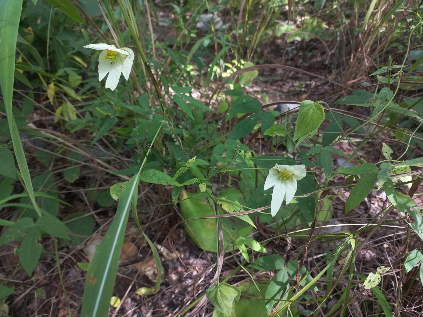 Dalechampia capensis 