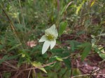 Dalechampia capensis 