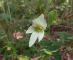 Dalechampia capensis 