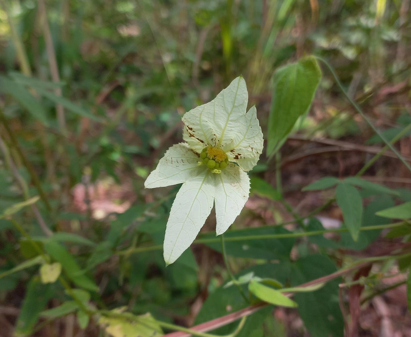 Dalechampia capensis 