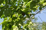 Excoecaria bussei