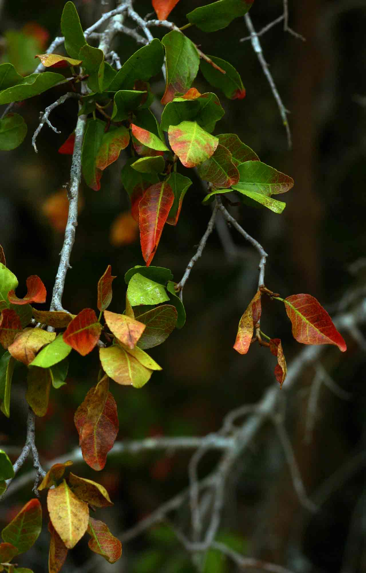 Spirostachys africana
