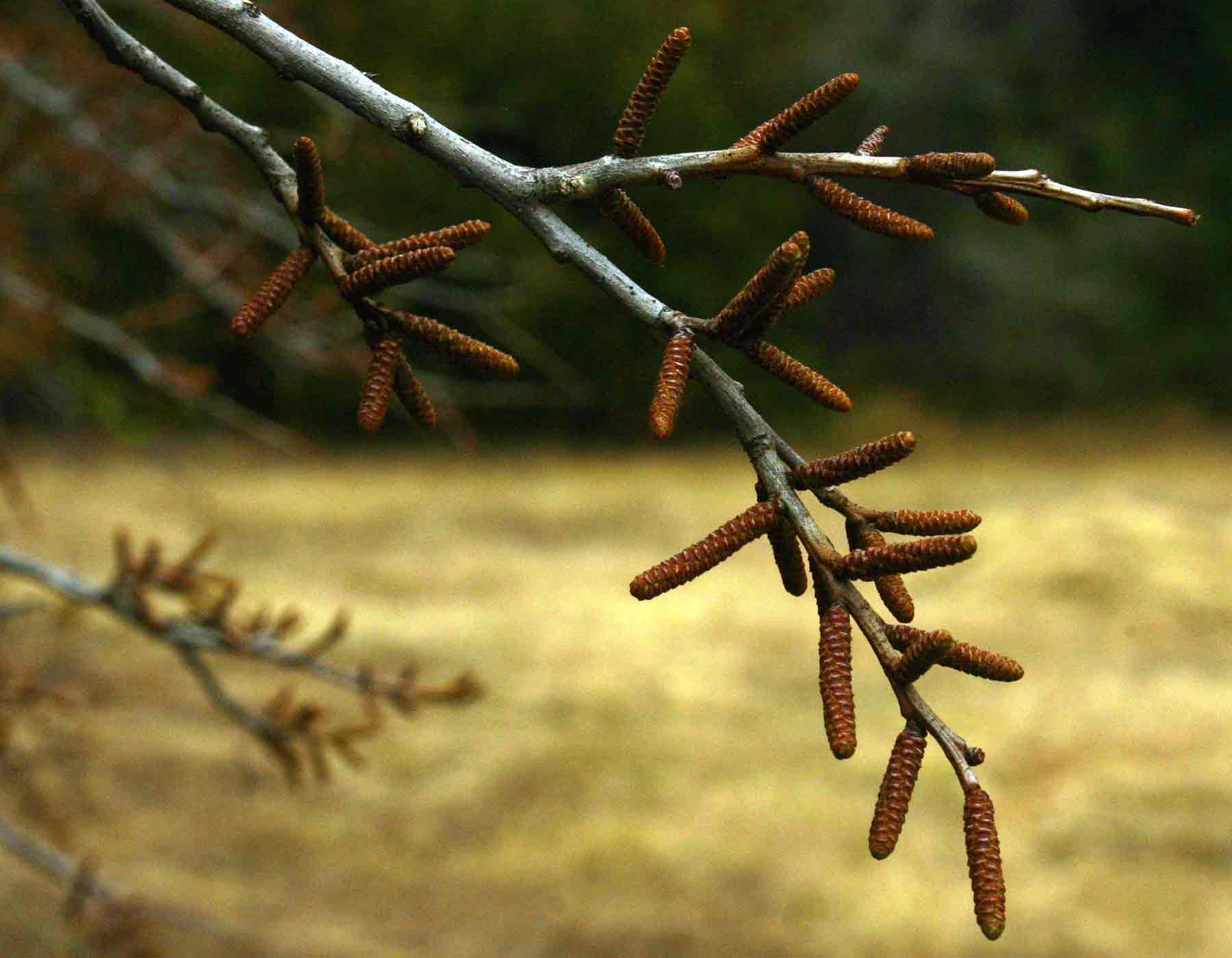 Spirostachys africana