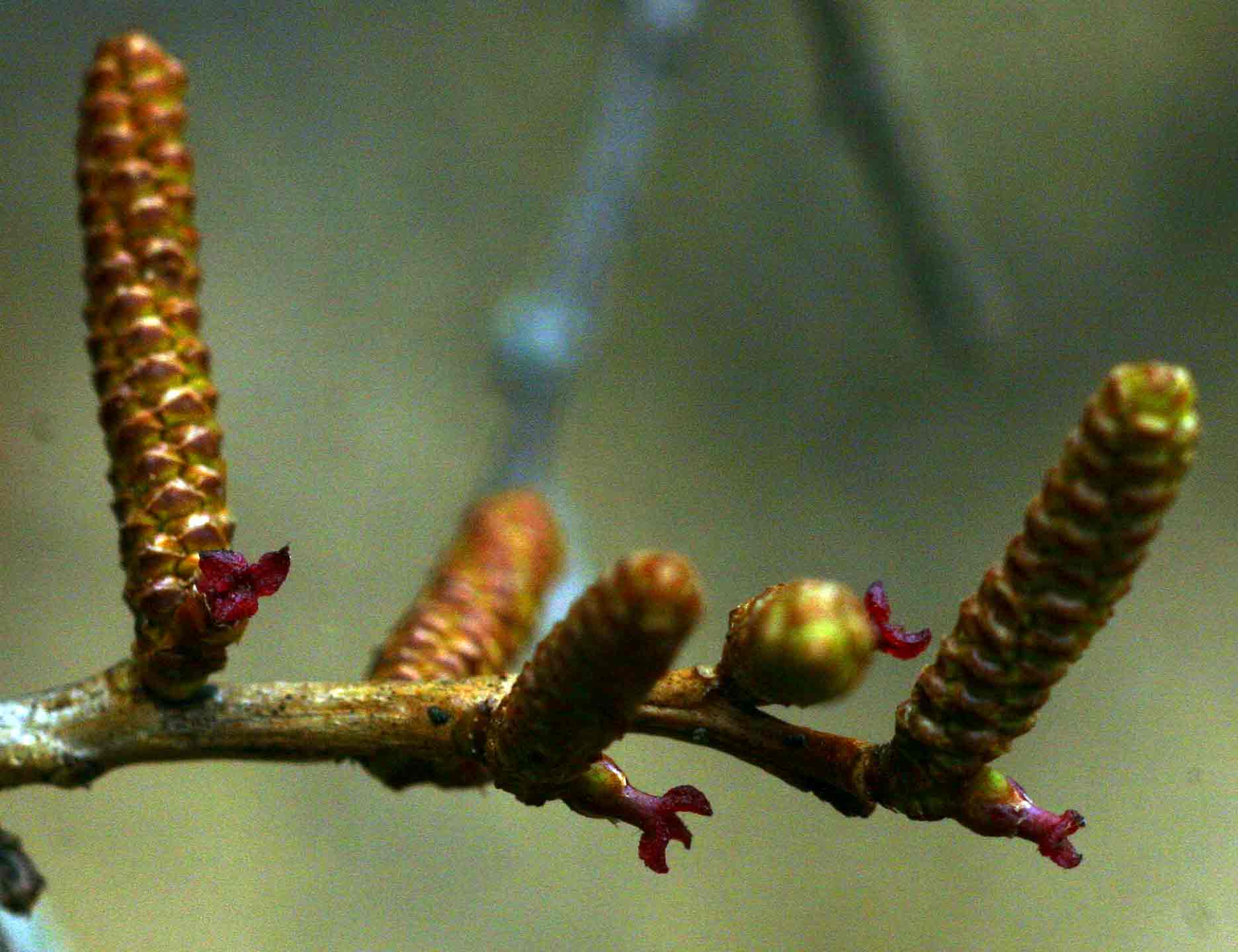 Spirostachys africana