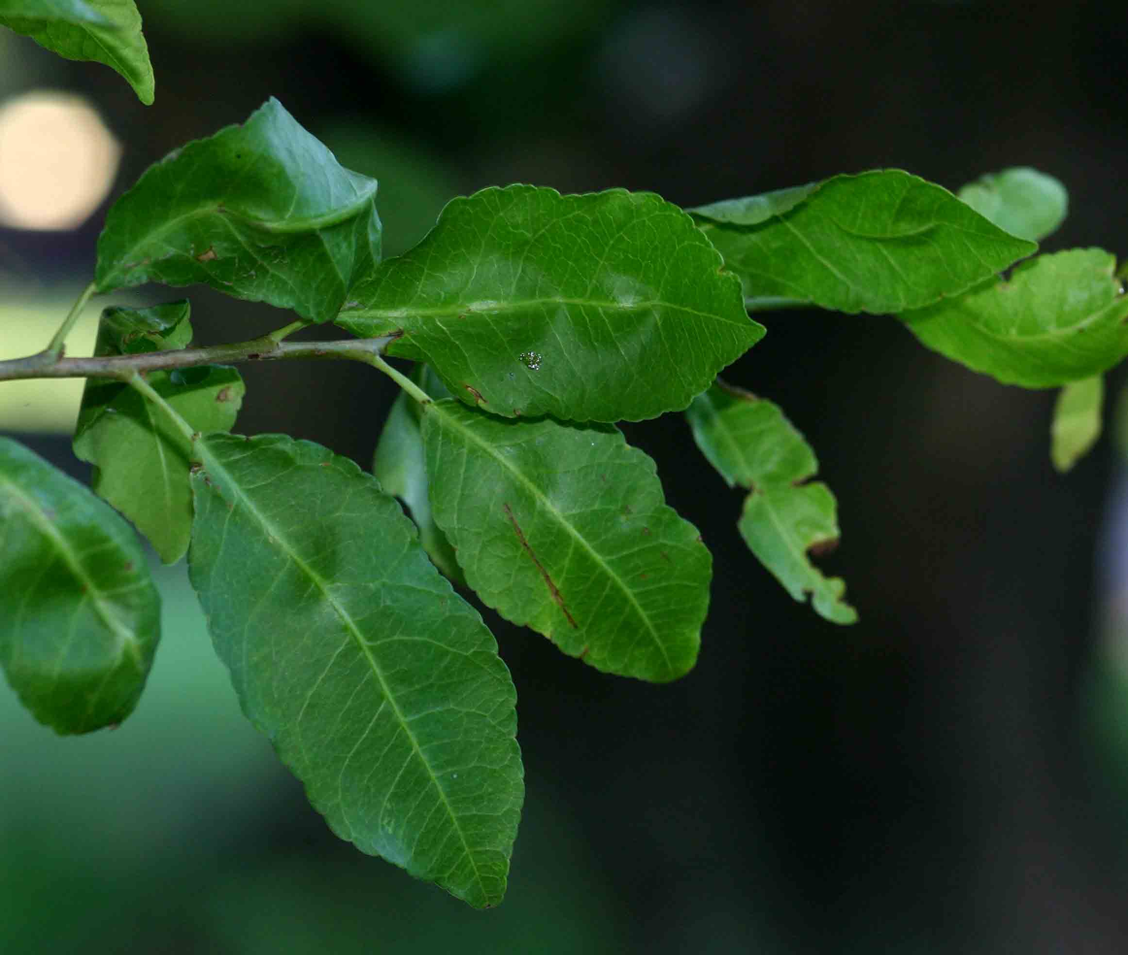 Spirostachys africana