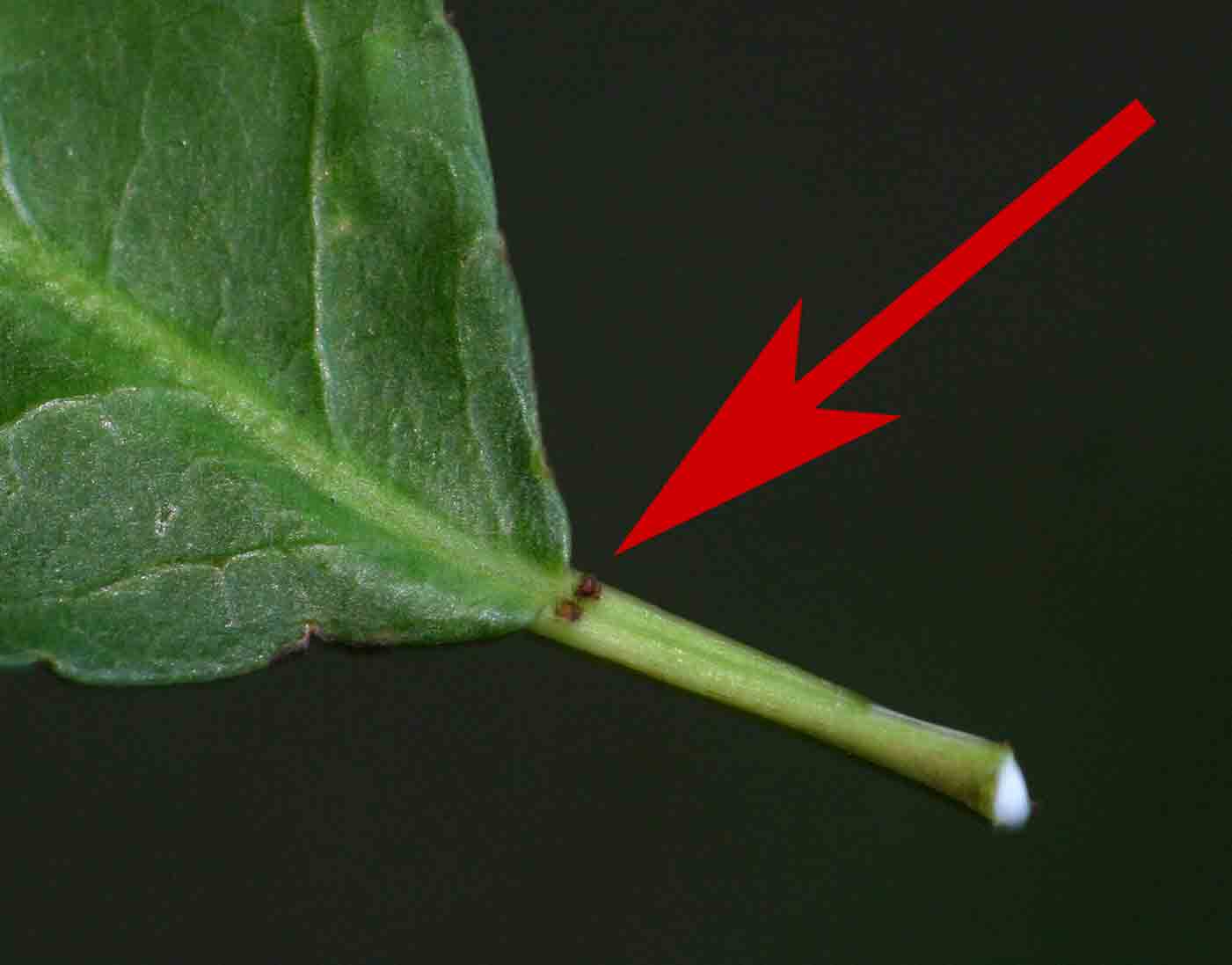 Spirostachys africana