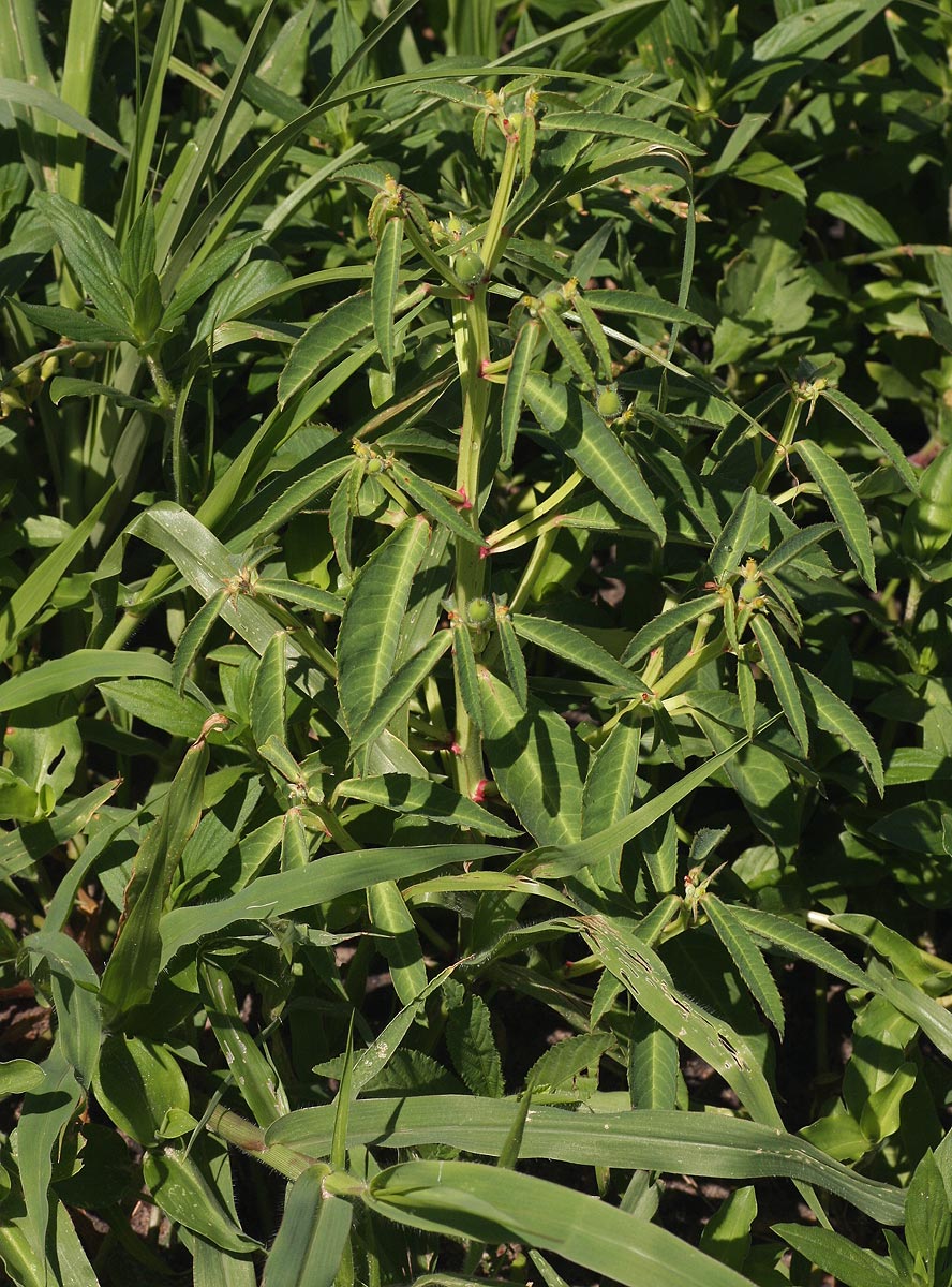 Euphorbia crotonoides subsp. crotonoides
