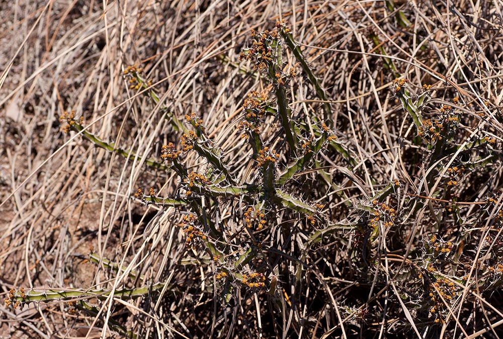Euphorbia griseola subsp. griseola