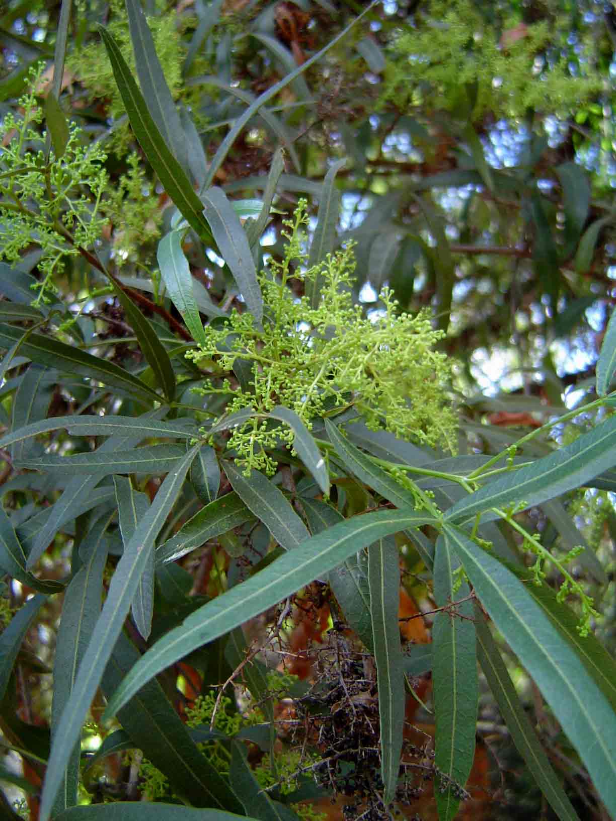 Searsia lancea