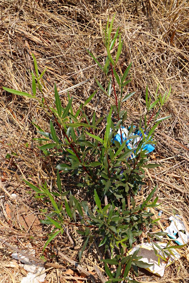 Searsia lancea